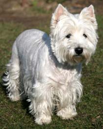 TERRIER ALB DIN VESTUL TARII DE SUS